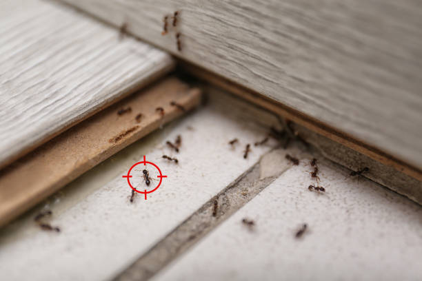 Best Exterminator Services  in Yorktown, IN