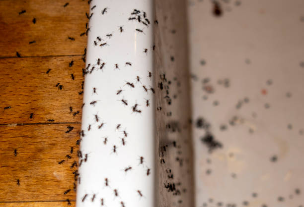 Best Pest Removal Services  in Yorktown, IN