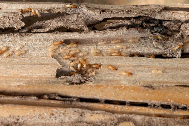 Best Best Pest Control Companies  in Yorktown, IN